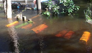 Flood waters from the Edisto River covered mailboxes near Givhans Ferry in Colleton County. Photo provided.